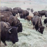 buffalo herd