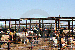 Cattle in a feedlot