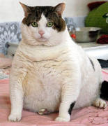 Obese cat