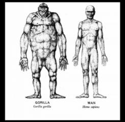 Comparison between Man and gorilla