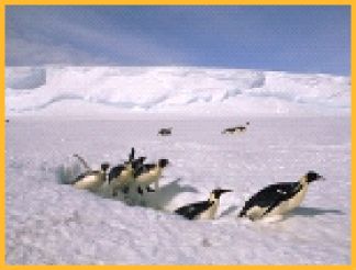 Penguins