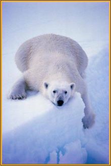 Polar bear