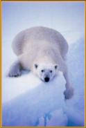 polar bear