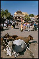 Sacred Cows in India